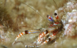 Small Hermite crab hinding in a hole in the rock by Yoav Lavi 